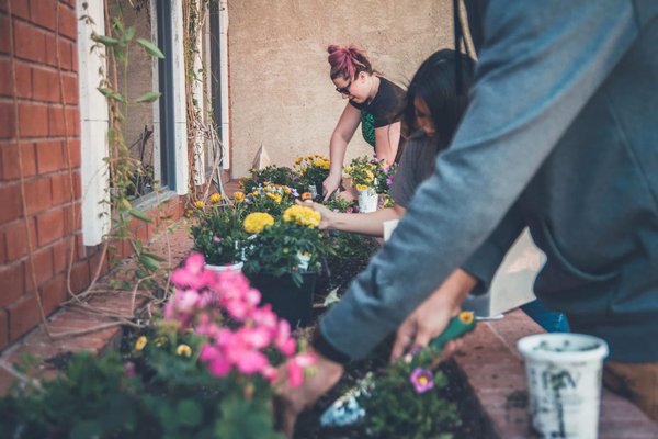 des solutions pour lutter contre les mauvaises herbes dans votre jardin