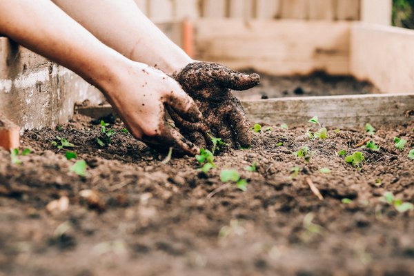 Quels sont les meilleurs outils de jardinage pour les débutants ?